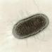 Бактерии - враги или друзья Проект микробы друзья или враги человека