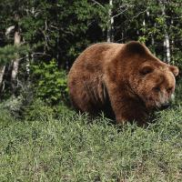 Бурый медведь краткое. Бурый медведь. Образ жизни и среда обитания бурого медведя. Медведь – описание, характеристика, строение. Как выглядит медведь