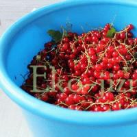 Как заморозить ягоды красной смородины на зиму в домашних условиях Рецепт заморозки красной смородины